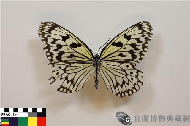 大白斑蝶藏品圖，第1張