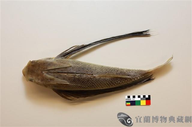 東方飛角魚藏品圖，第1張