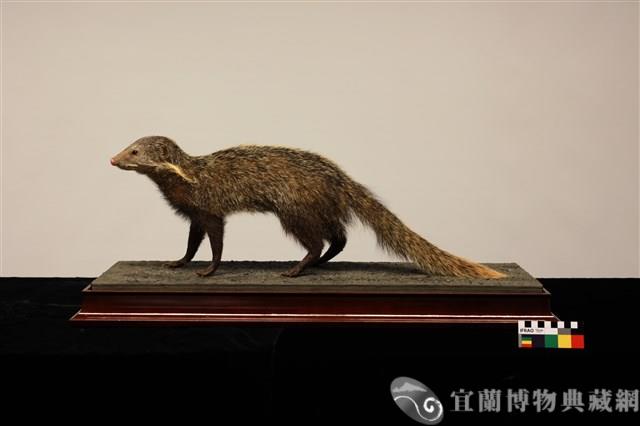 食蟹獴 藏品圖，第1張