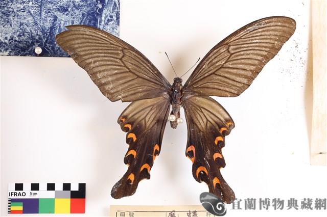 中華寬尾鳳蝶(黑色型)藏品圖，第1張