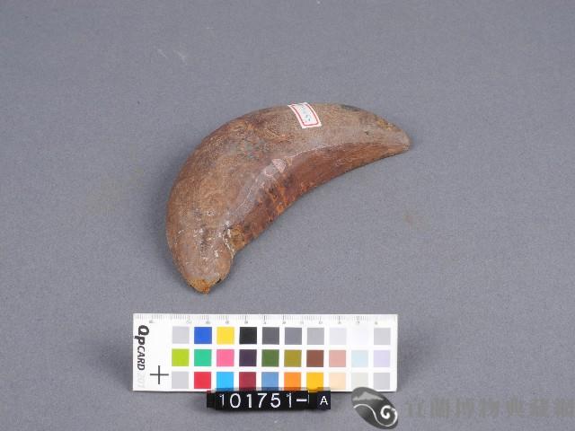 竹杯筊(左杯筊)藏品圖，第1張