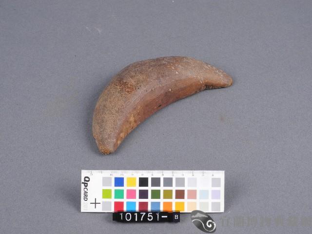 竹杯筊(右杯筊)藏品圖，第1張