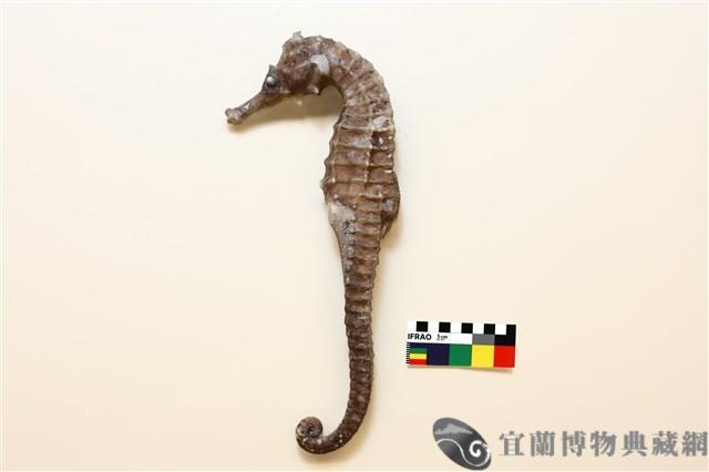 克氏海馬藏品圖，第1張