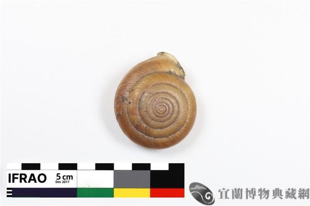 彩虹大臍蝸牛藏品圖，第1張
