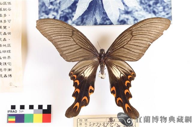 中華寬尾鳳蝶(白斑型)藏品圖，第1張