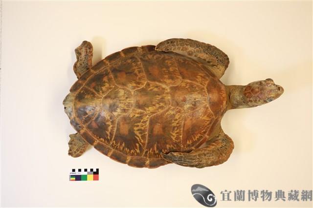 綠蠵龜藏品圖，第1張