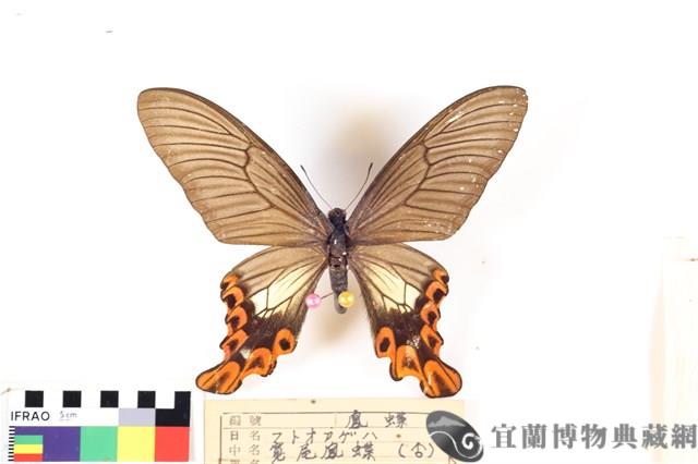 臺灣寬尾鳳蝶藏品圖，第3張