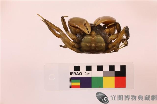 隆背張口蟹藏品圖，第3張