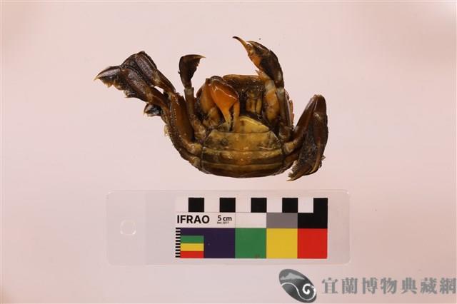 字紋弓蟹藏品圖，第3張