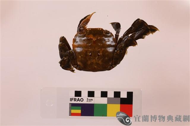 隆背張口蟹藏品圖，第2張
