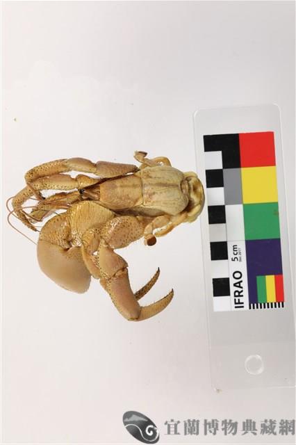 皺紋陸寄居蟹藏品圖，第3張