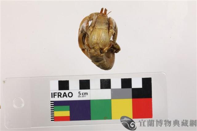 藍紫陸寄居蟹藏品圖，第3張