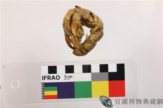 藍紫陸寄居蟹藏品圖，第2張