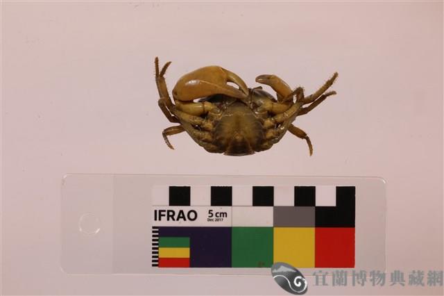 棲蘭澤蟹藏品圖，第3張