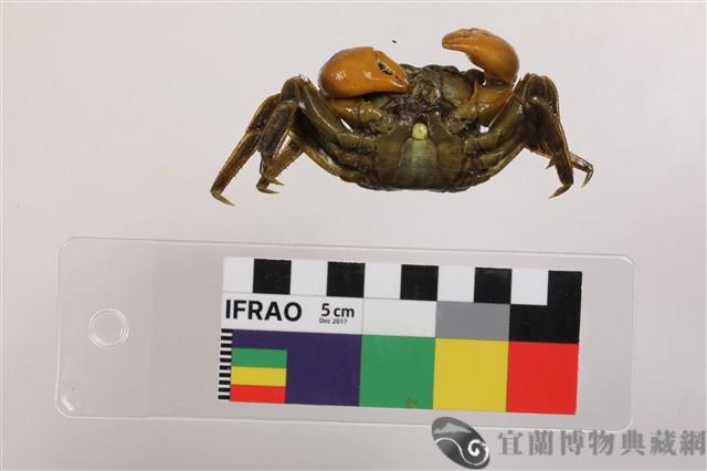 老猴瘦相手蟹藏品圖，第3張