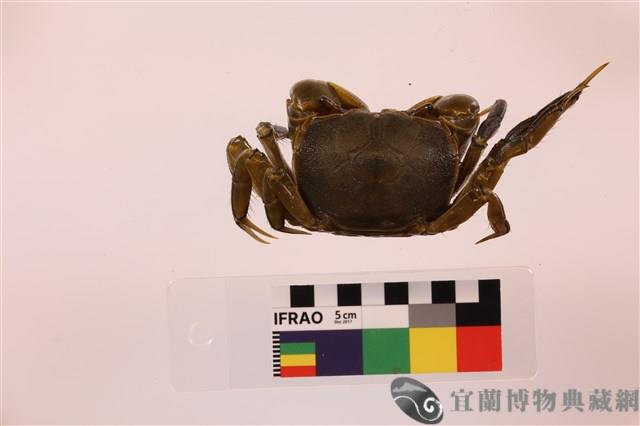 隆背張口蟹藏品圖，第2張